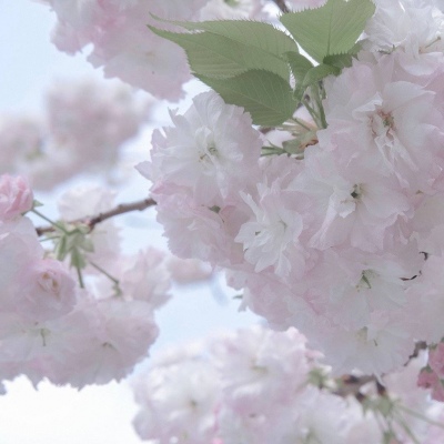 兽设梦幻风格创作FurryQQ群